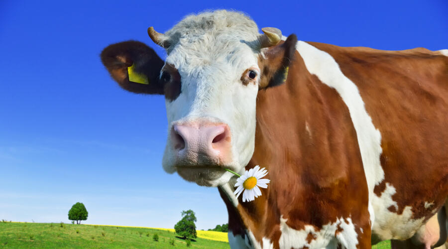 Час Быка-8. Почему корова жуёт жвачку?