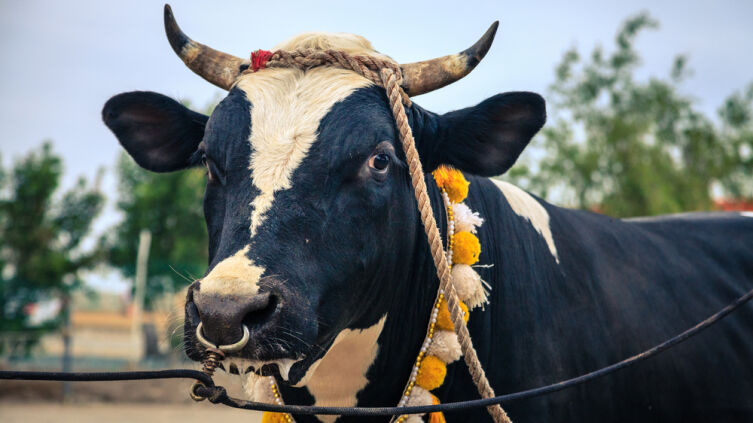 Час Быка-7. Что общего у быка и букашки и почему бычок качается?