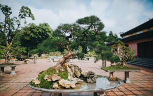 Что такое бонсай?