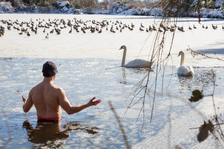 Чем можно кормить уток и лебедей?