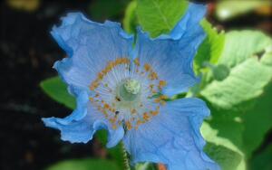 Что объединяет Голубой цветок из легенды и немецкого поэта Новалиса?