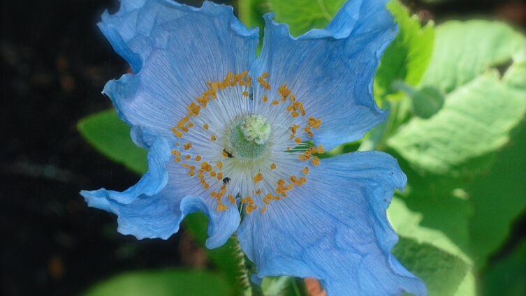Что их объединяет Голубой цветок из легенды и немецкого поэта Новалиса?