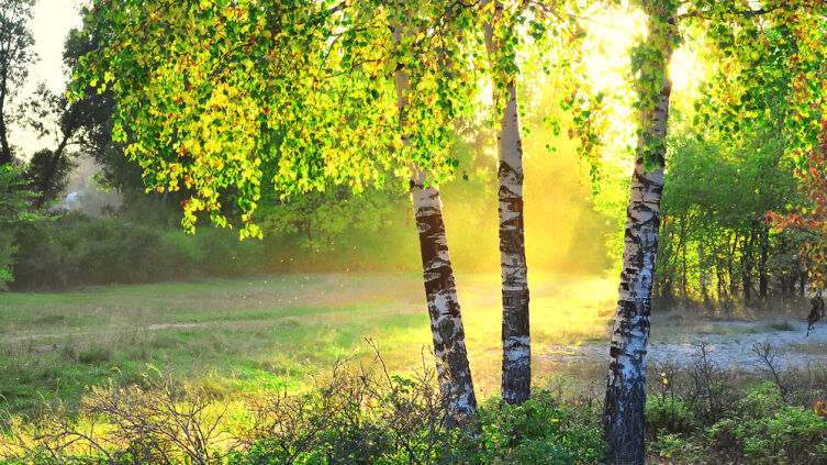 В чем польза березы?