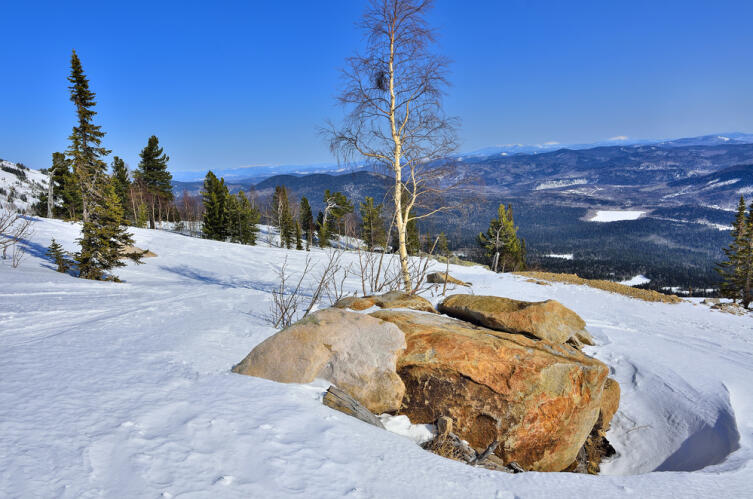 В чем польза березы?
