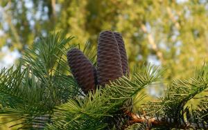 Как я познакомилась с пихтой?