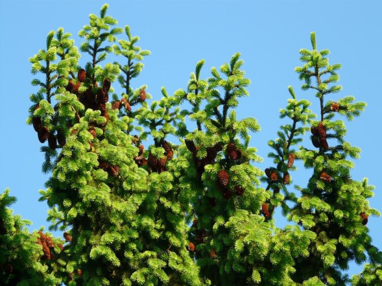Народная медицина. Чем полезна пихта?