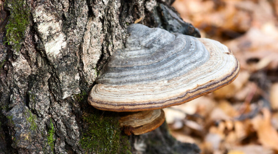 Грибы-паразиты. Что такое чага?