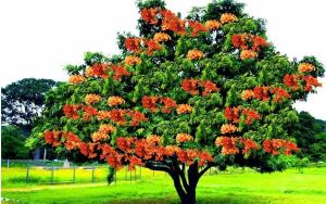 Бог Кама, дерево ашока и Камасутра: что их объединяет?