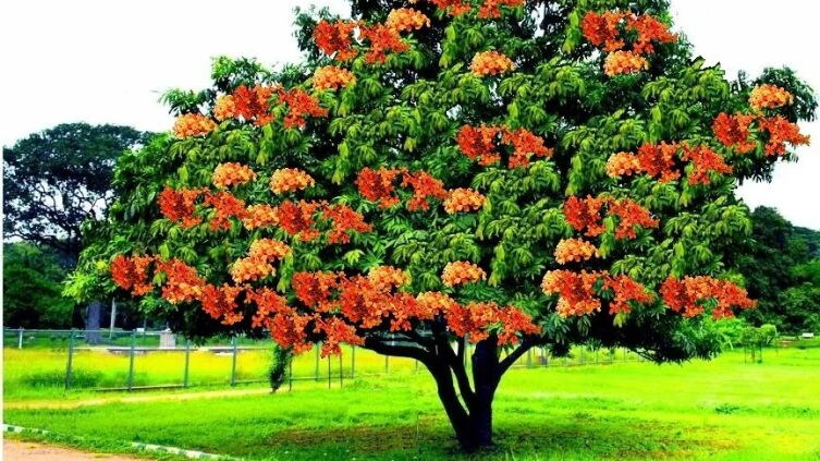 Бог Кама, дерево ашока и Камасутра: что их объединяет?