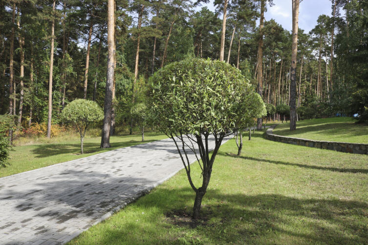 Какое дерево посадить на участке?