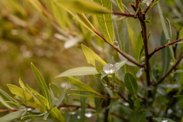 Какое дерево посадить на участке?