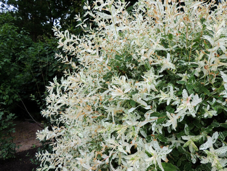 Весной ива особенно красива