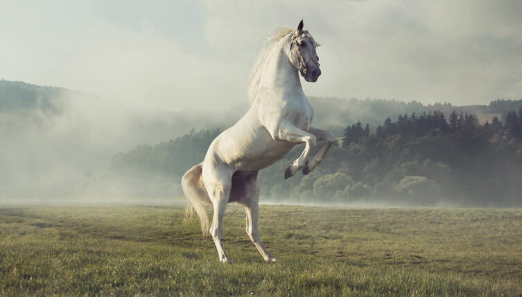 Что символизирует Белый конь в мифологии?