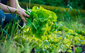 Чем полезен зеленый листовой салат?