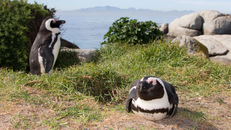 Как живет африканский пингвин?