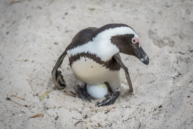 Как живет африканский пингвин?