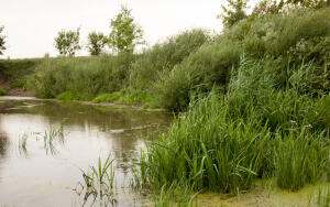 Что за растение аир болотный?