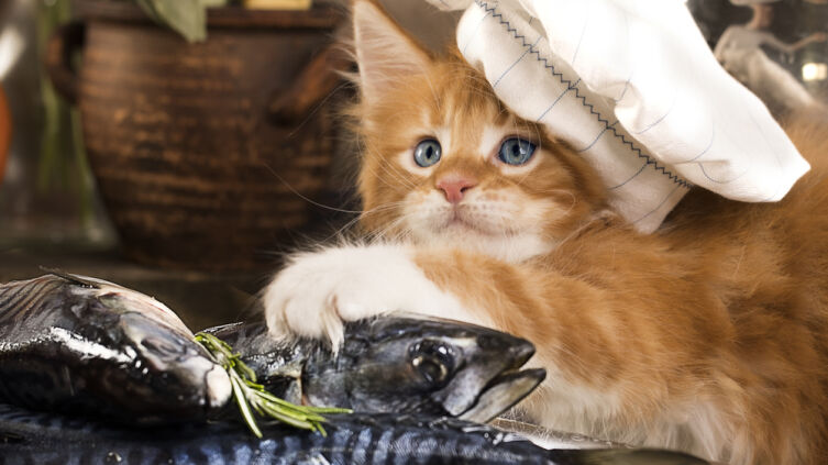 Что вкуснее — уха из петуха или уха на березовом соке?