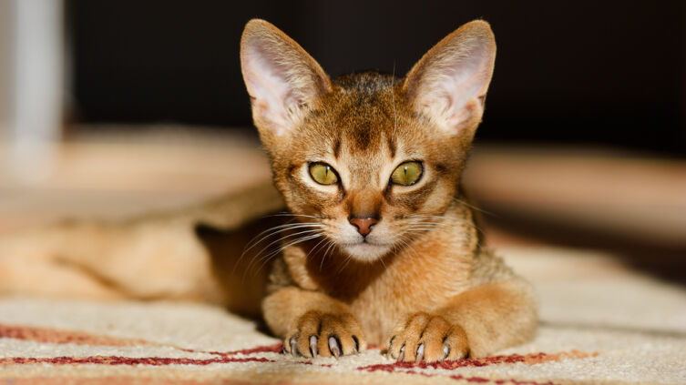 Чем интересна абиссинская порода кошек?