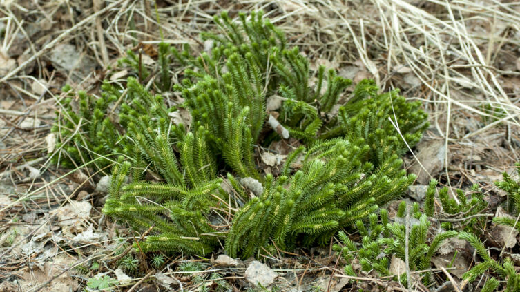 Что за растения плауны?