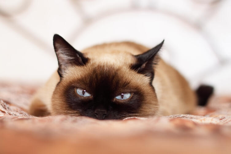 Мечтаете завести сиамского котенка?