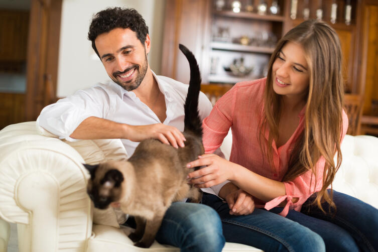 Мечтаете завести сиамского котенка?