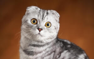 Шотландская вислоухая кошка: как ухаживать?