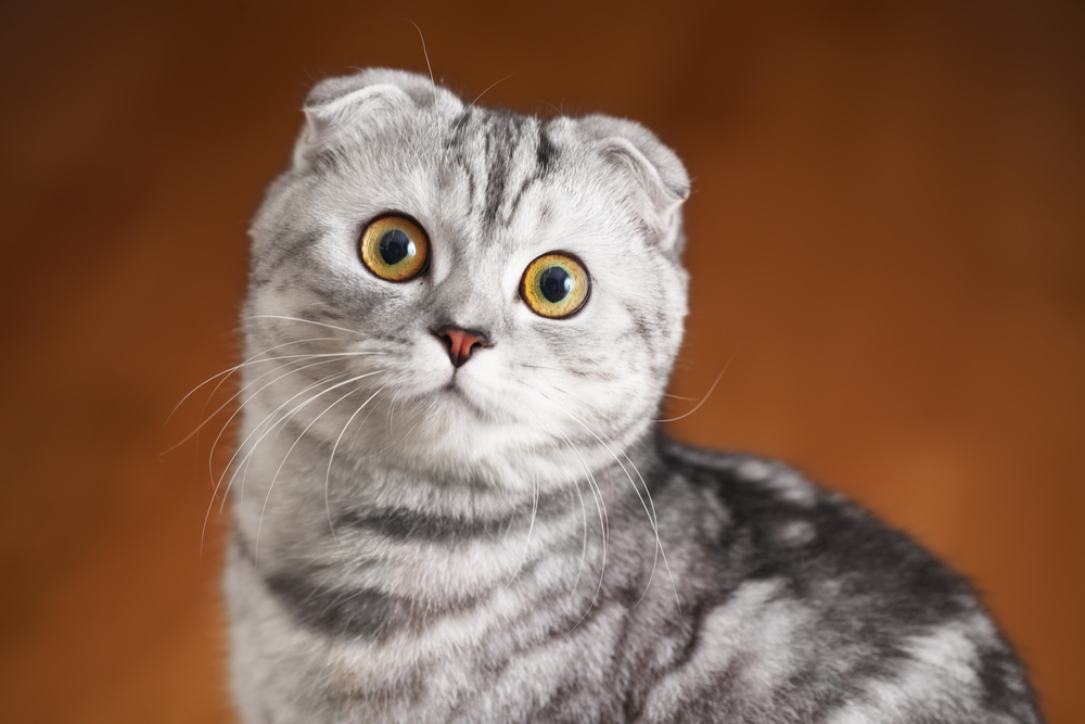 Шотландская вислоухая кошка: как ухаживать? | Животные | ШколаЖизни.ру