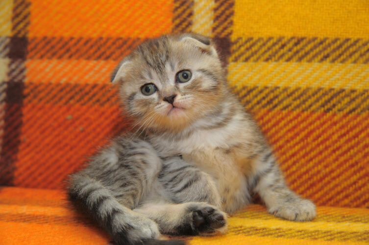 Британская вислоухая кошка: как ухаживать?