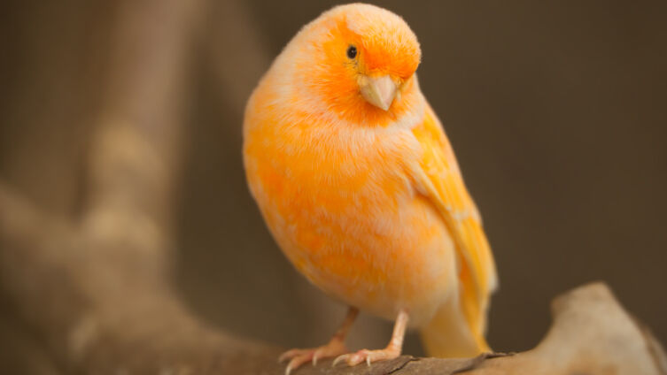 Как разводить канареек?