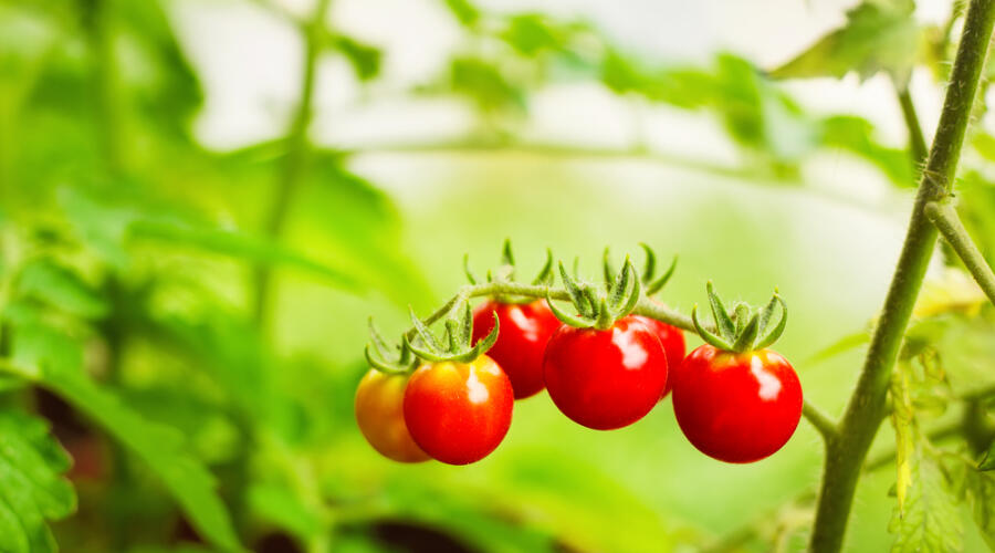 Как вырастить хорошую рассаду помидоров в домашних условиях?