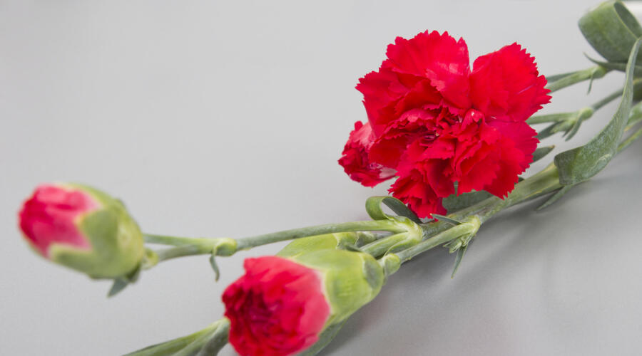 Президенты США и проклятие Текумсе. Как погиб Уильям Мак-Кинли?