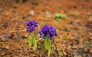 Что надо успеть сделать в апреле на огороде?