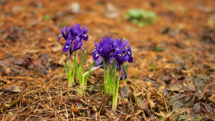 Что надо успеть сделать в апреле на огороде?