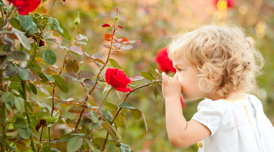 Талисман на удачу. Как расцветает Роза?