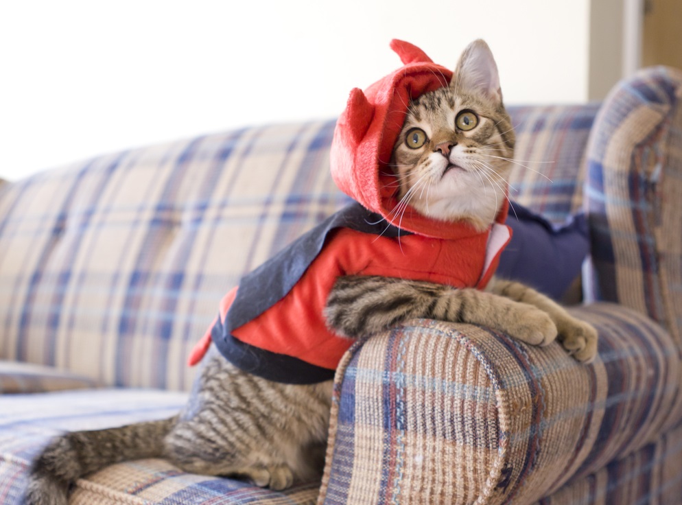 Как защитить новый диван от кошачьих когтей?