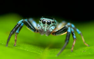 Почему пауки не являются насекомыми?