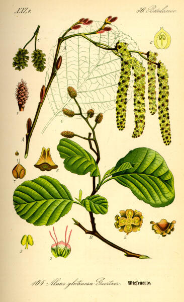 Ольха чёрная. Ботаническая иллюстрация из книги О. В. Томе