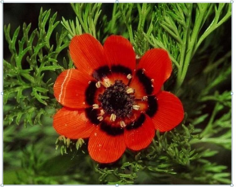 Адонис, или Горицвет Адонис, или Горицвет