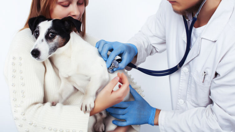 Что известно о вакцине от коронавируса для домашних животных?