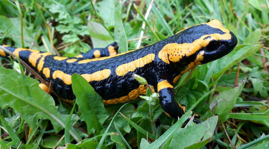 Как содержать экзотическое животное в домашних условиях?