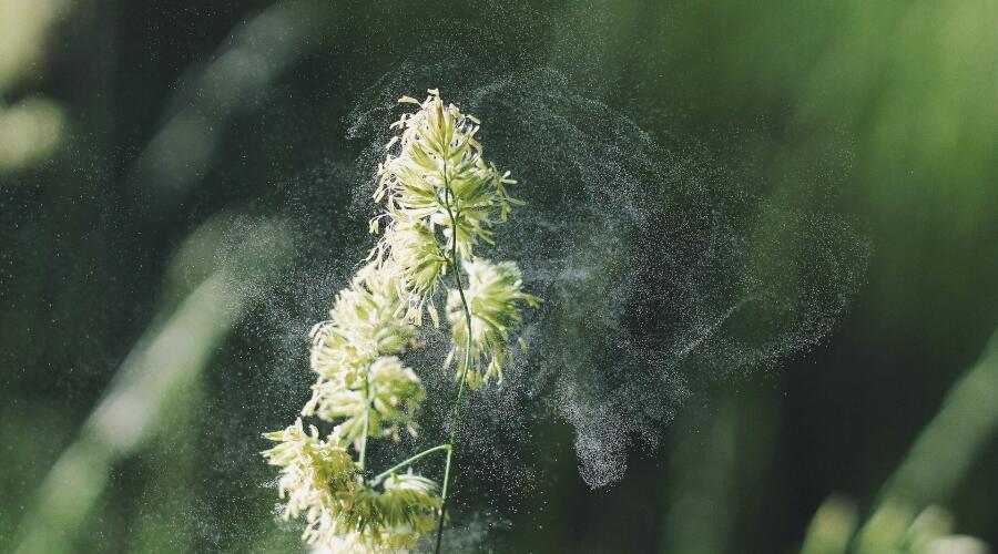 Интервью с аллергологом. Чем помочь аллергикам в весенний период?