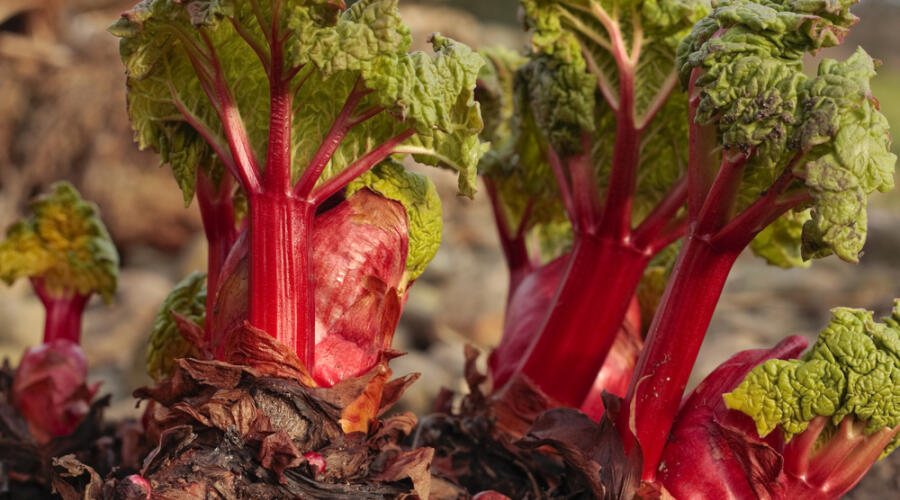 Как приготовить вкусный пирог с ревенем?