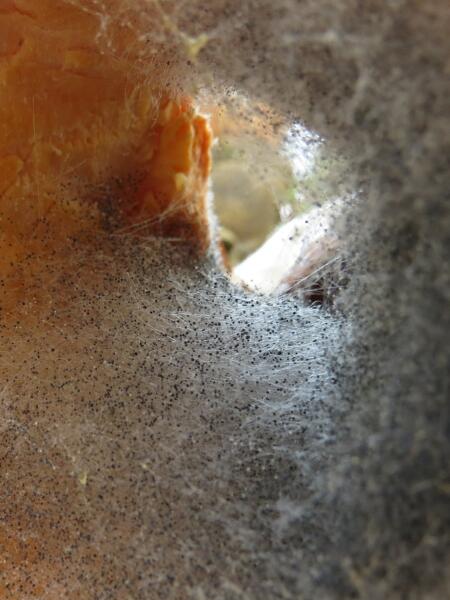 На фотографии изображён грибок вида Aspergillus niger, известный также как чёрная плесень. Грибок на данной фотографии расположен на плоде тыквы, точный вид которой неизвестен. Данного состояния грибок достиг за 6 дней.