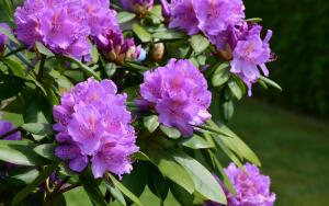 Почему так важна морозоустойчивость рододендронов?