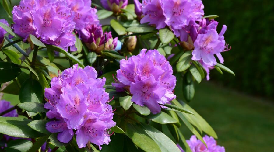 Почему так важна морозоустойчивость рододендронов?