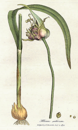 Allium sativum, известный как чеснок, от Уильяма Вудвилля, 