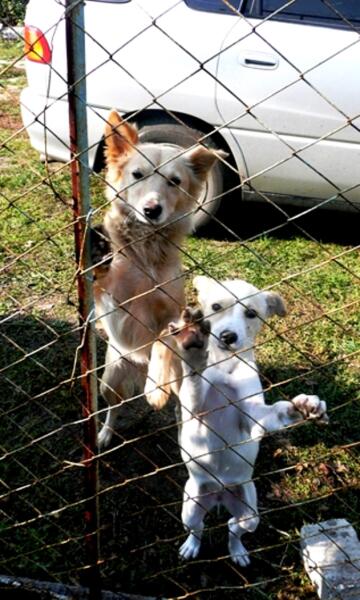 Лисичка и её дочка Цуца