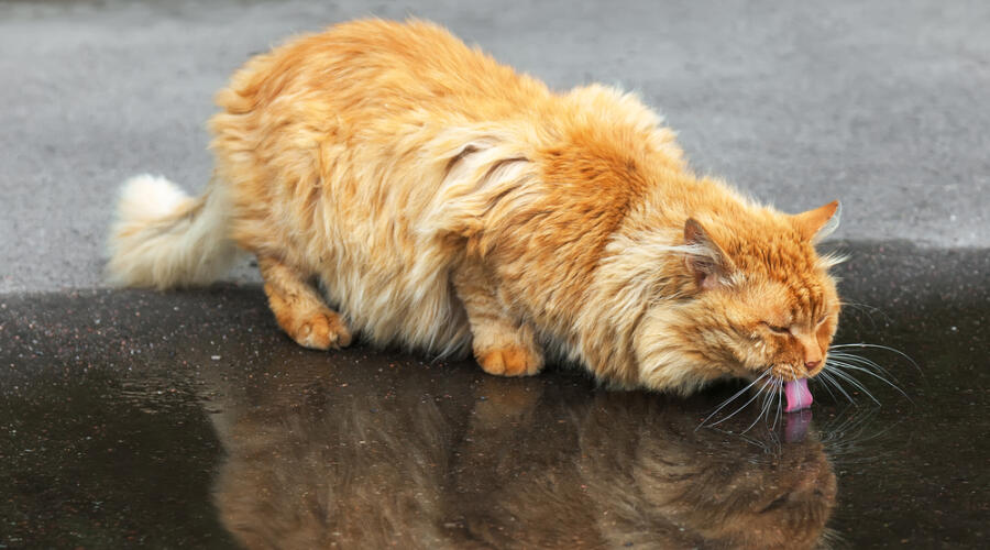 Как кот Рыжик ездил на дачу?