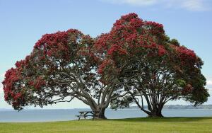 Похутукава — легендарное дерево маори. Как вырастить его в квартире?